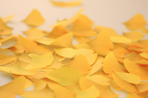 Sticky Leaf - Memo Notes - Ginkgo (Small)