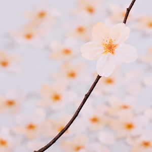 Sticky Leaf - Memo Notes - Cherry Blossom (Medium)