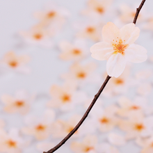 Load image into Gallery viewer, Sticky Leaf - Memo Notes - Cherry Blossom (Small)