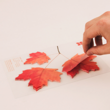 Load image into Gallery viewer, Sticky Leaf - Memo Notes - Maple (Large)