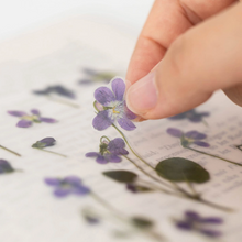 Load image into Gallery viewer, Pressed Flower Sticker - Manchurian Violet