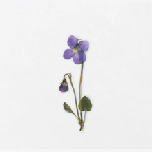 Load image into Gallery viewer, Pressed Flower Sticker - Manchurian Violet