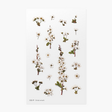 Load image into Gallery viewer, Pressed Flower Sticker - Bridal Wreath