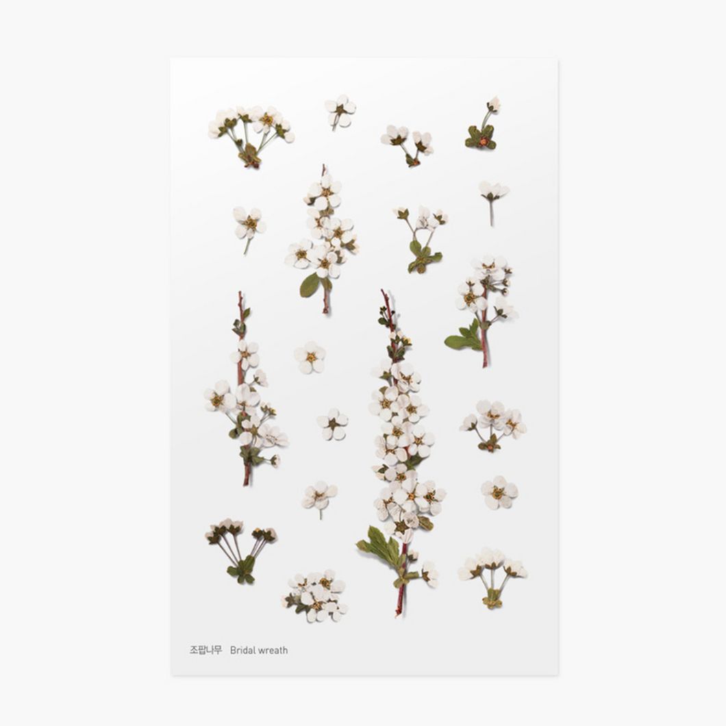 Pressed Flower Sticker - Bridal Wreath