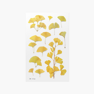 Pressed Flower Sticker - Ginkgo