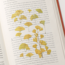 Load image into Gallery viewer, Pressed Flower Sticker - Ginkgo