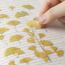 Load image into Gallery viewer, Pressed Flower Sticker - Ginkgo