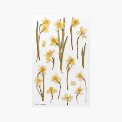 Pressed Flower Sticker - Narcissus