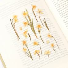 Load image into Gallery viewer, Pressed Flower Sticker - Narcissus