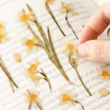 Load image into Gallery viewer, Pressed Flower Sticker - Narcissus