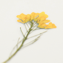 Load image into Gallery viewer, Pressed Flower Sticker - Rapeseed Flower