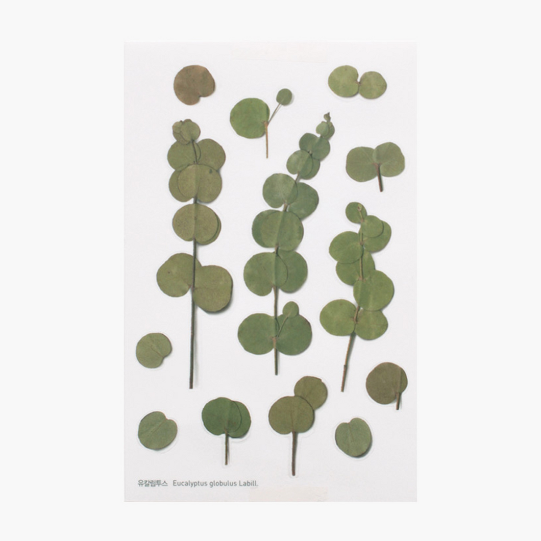 Pressed Flower Sticker - Eucalyptus