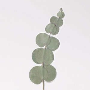 Pressed Flower Sticker - Eucalyptus