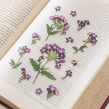 Load image into Gallery viewer, Pressed Flower Sticker - Verbena