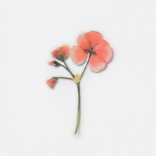 Load image into Gallery viewer, Pressed Flower Sticker - Geranium