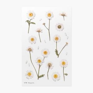 Pressed Flower Sticker - Marguerite