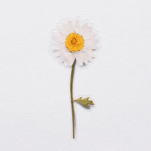 Pressed Flower Sticker - Marguerite