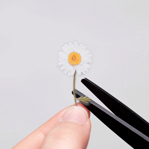 Pressed Flower Sticker - Marguerite