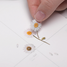 Load image into Gallery viewer, Pressed Flower Sticker - Marguerite