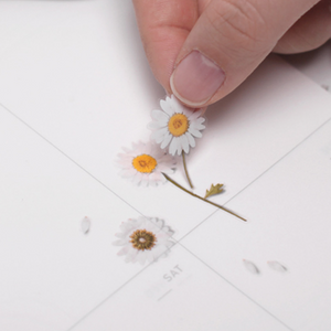 Pressed Flower Sticker - Marguerite