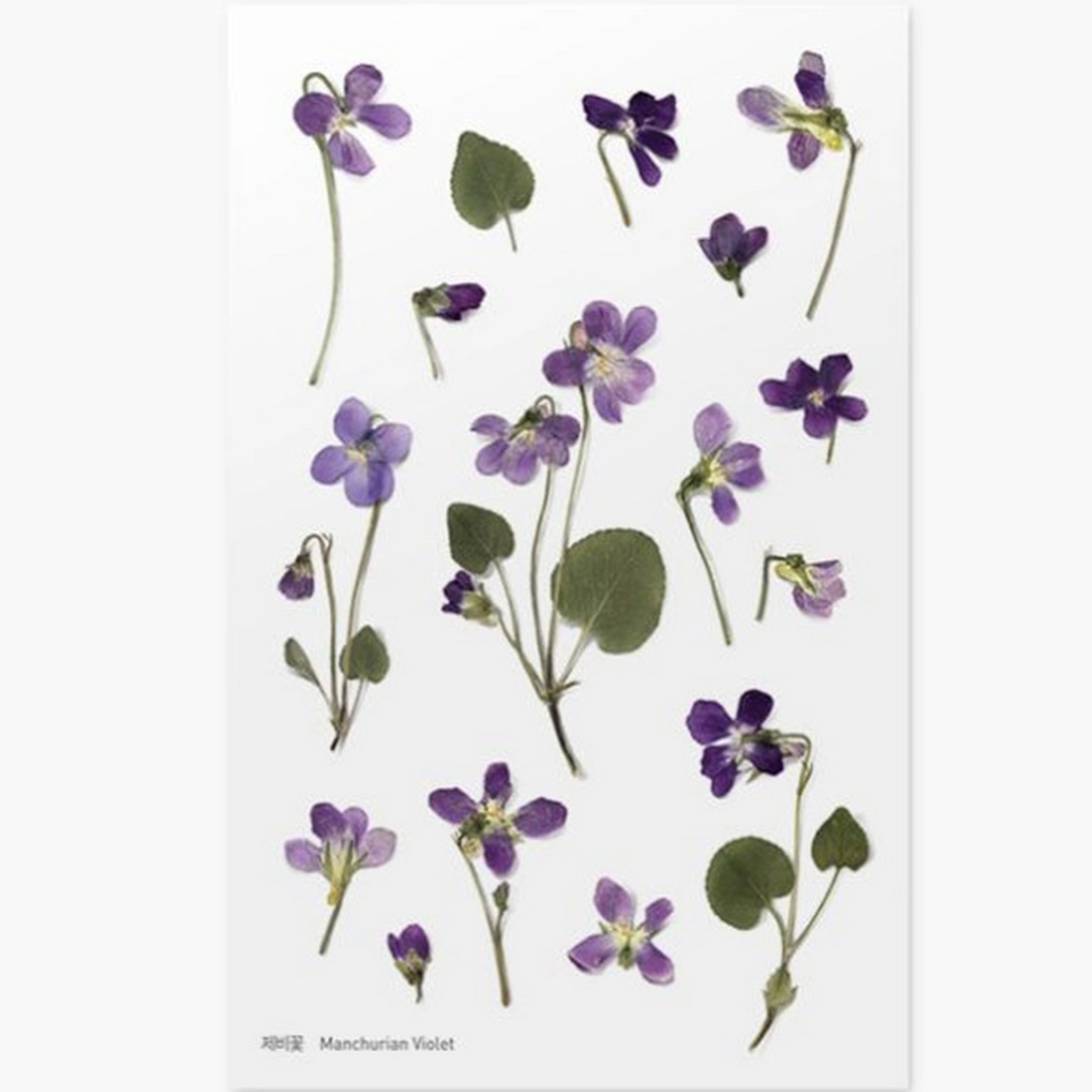 Pressed Flower Sticker - Manchurian Violet