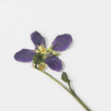 Load image into Gallery viewer, Pressed Flower Sticker - Manchurian Violet