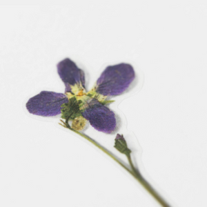 Pressed Flower Sticker - Manchurian Violet