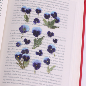 Pressed Flower Sticker - Pansy
