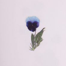 Load image into Gallery viewer, Pressed Flower Sticker - Pansy