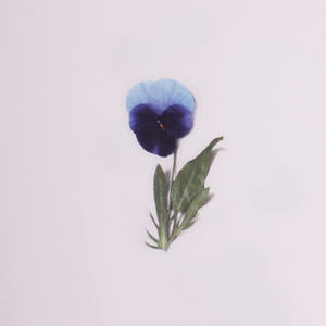 Pressed Flower Sticker - Pansy
