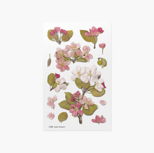 Load image into Gallery viewer, Pressed Flower Sticker - Apple Blossom