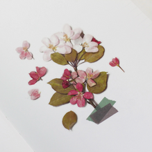 Load image into Gallery viewer, Pressed Flower Sticker - Apple Blossom