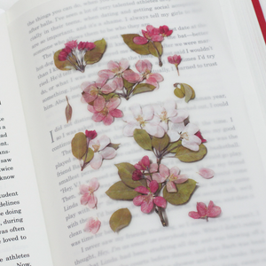 Pressed Flower Sticker - Apple Blossom