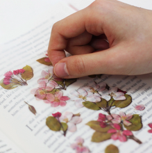 Load image into Gallery viewer, Pressed Flower Sticker - Apple Blossom