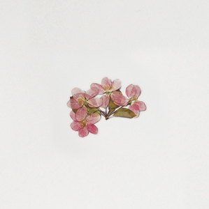 Pressed Flower Sticker - Apple Blossom