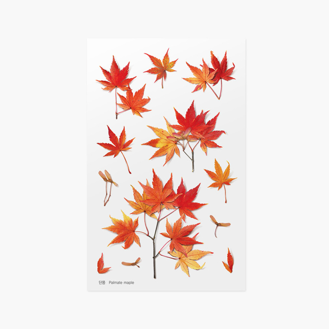 Pressed Flower Sticker - Palmate Maple