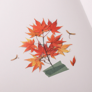 Pressed Flower Sticker - Palmate Maple
