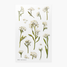 Load image into Gallery viewer, Pressed Flower Sticker - Sweet Alyssum