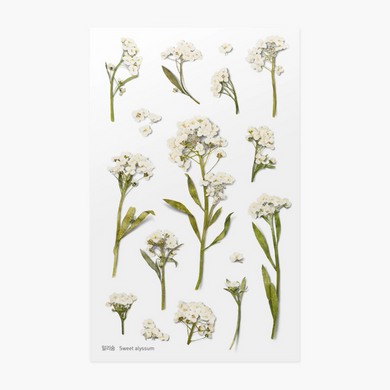 Pressed Flower Sticker - Sweet Alyssum