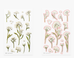 Pressed Flower Sticker - Sweet Alyssum