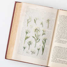 Load image into Gallery viewer, Pressed Flower Sticker - Sweet Alyssum