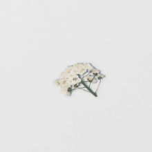 Load image into Gallery viewer, Pressed Flower Sticker - Sweet Alyssum
