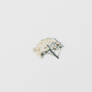 Pressed Flower Sticker - Sweet Alyssum