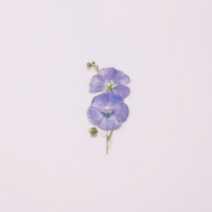 Pressed Flower Sticker - Flax
