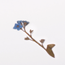 Load image into Gallery viewer, Pressed Flower Sticker - Forget Me Not