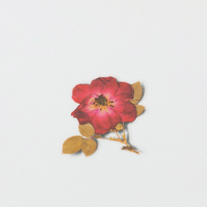 Pressed Flower Sticker - Mini Rose