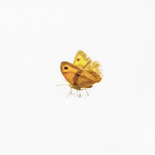 Load image into Gallery viewer, Nature Sticker - Butterfly