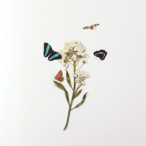 Nature Sticker - Butterfly