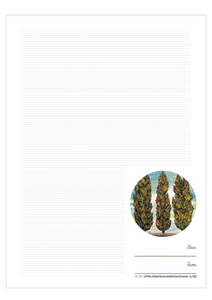 Cypress - Postcard