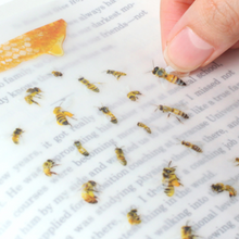 Load image into Gallery viewer, Nature Sticker - Honeybee